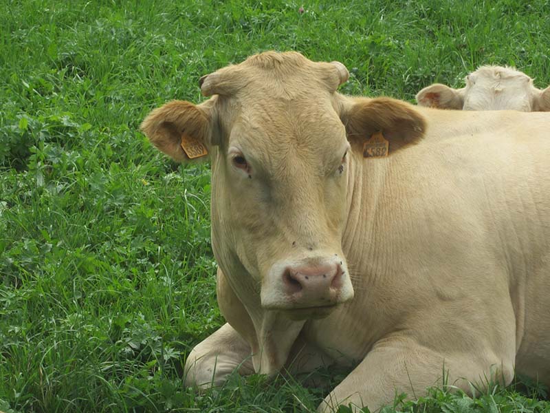 Vache d'élevage ruminant des herbes