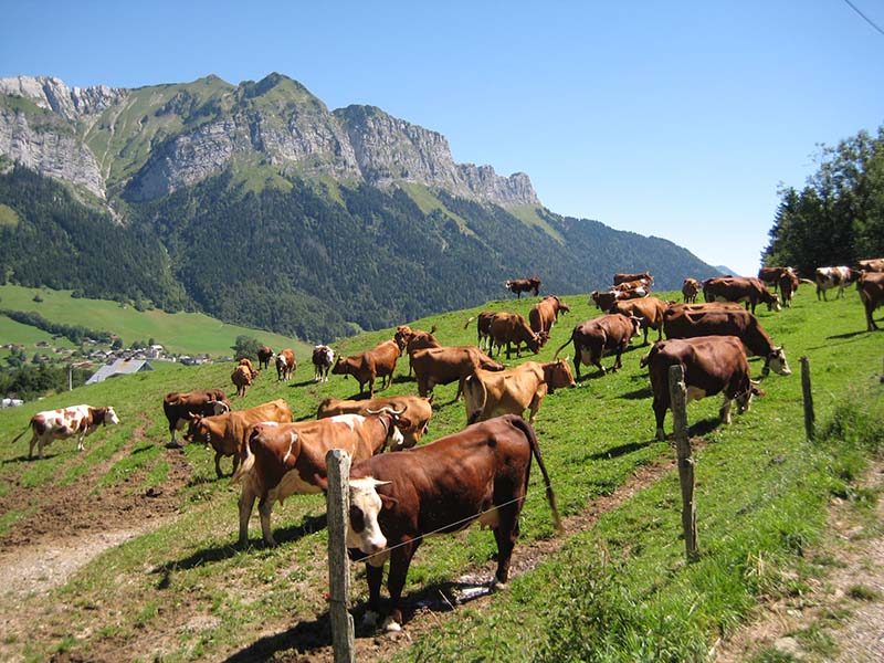 Troupeau de vaches dans un champs Haute-Savoie